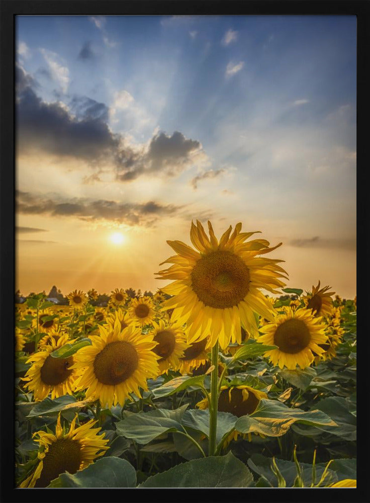 Sunset with beautiful sunflowers Poster