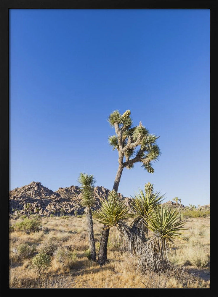 Idyllic Joshua Tree National Park Poster