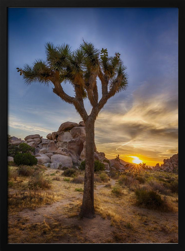 Charming sunset at Joshua Tree National Park Poster