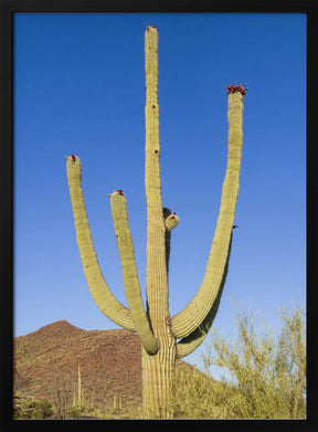 SAGUARO NATIONAL PARK Giant Saguaro Poster