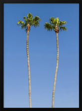 Idyllic Palm trees Poster