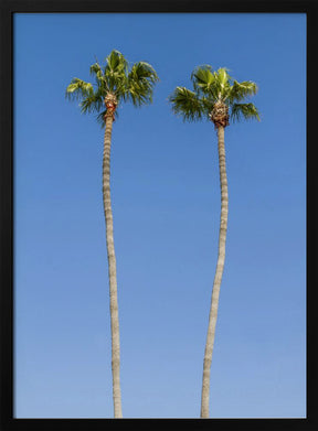 Idyllic Palm trees Poster