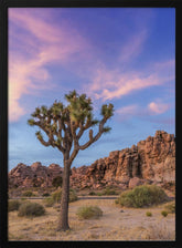 Joshua Tree Evening Atmosphere Poster