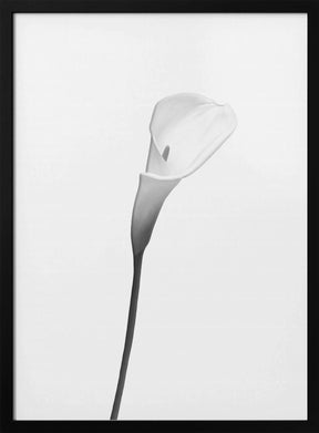 Calla | bright design Poster