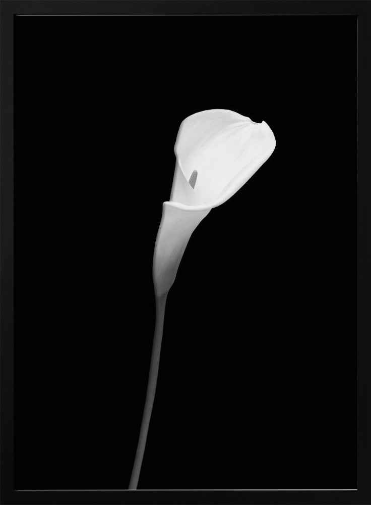 Calla | dark design Poster