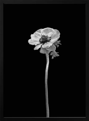 Anemone coronaria | dark design Poster