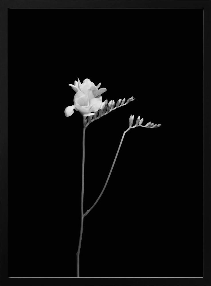 Freesia | dark design Poster