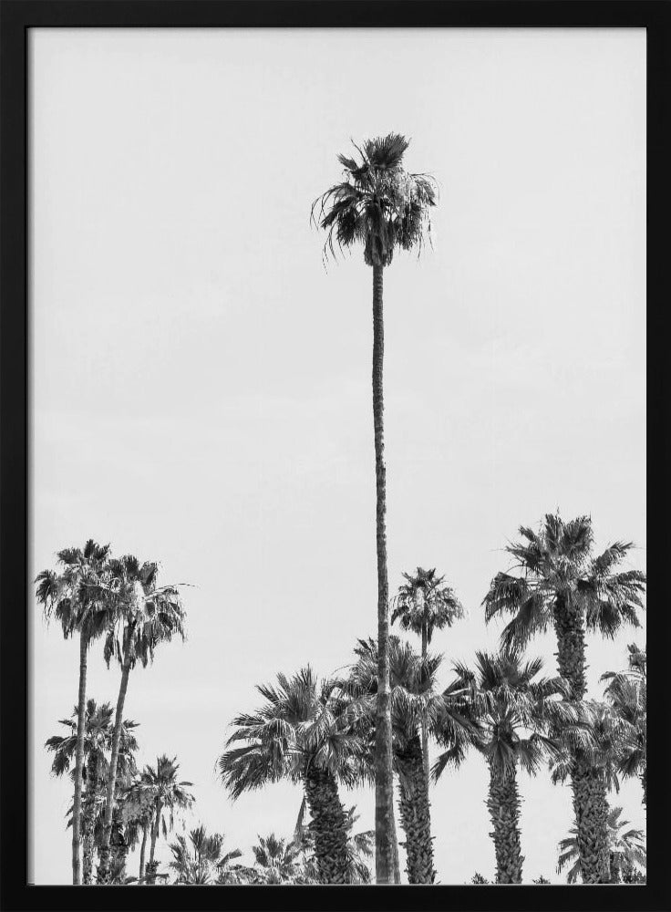 Palm Trees at the beach | monochrome Poster