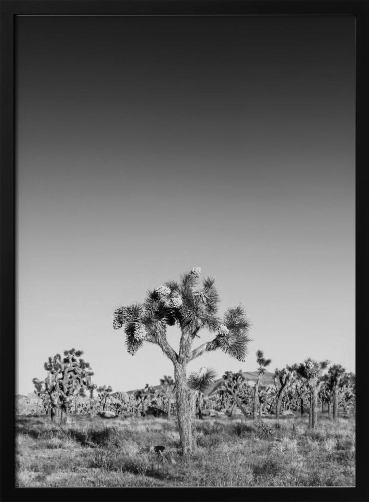 Joshua Trees - monochrome Poster