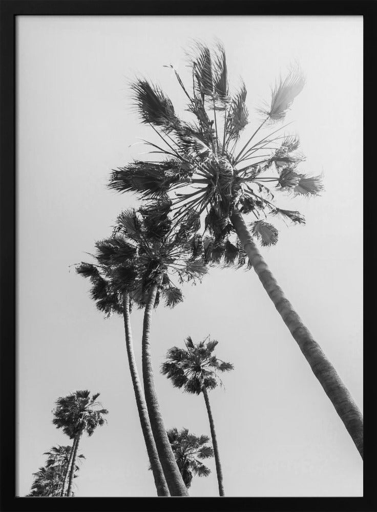 Palm trees in the sun | monochrome Poster