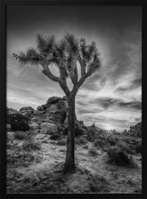 Charming sunset in Joshua Tree National Park Poster