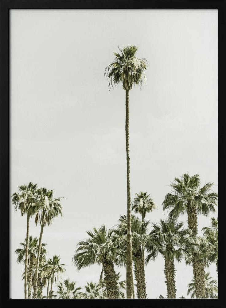 Palm Trees at the beach Poster