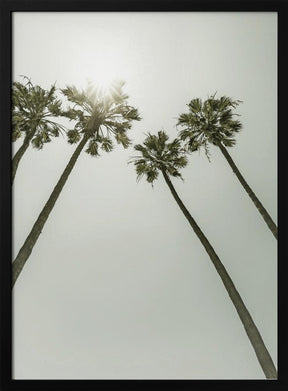 Palm Trees in the sun | Vintage Poster