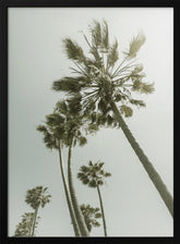 Vintage Palm Trees in the sun Poster