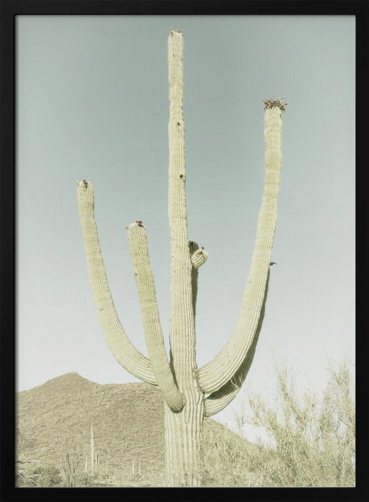 SAGUARO NATIONAL PARK Vintage Giant Saguaro Poster