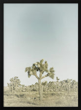 Vintage Joshua Tree National Park Poster