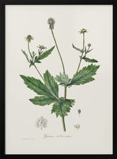 Wood Avens (geum Urbanum)  Medical Botany Poster