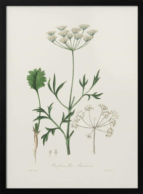 Aniseed (pimpinella Anisum) Medical Botany Poster