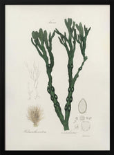 Bladder Wrack (fucus Vesiculosus)  Medical Botany Poster