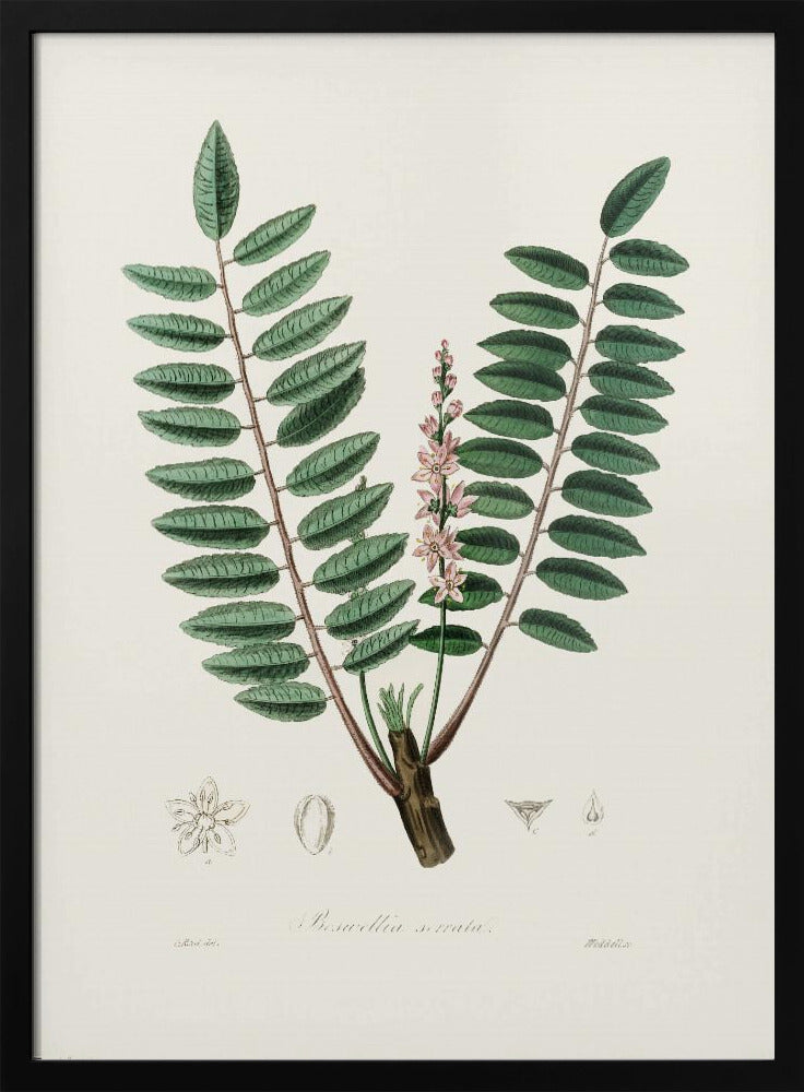 Boswellia Serrata Medical Botany Poster