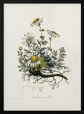 Chamomile (anthemis Nobilis) Medical Botany Poster