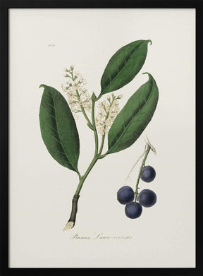 Cherry Laurel (prunus Laurocerasus) Medical Botany Poster