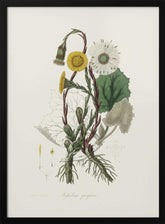 Coltsfoot (tussilago Farfara)  Medical Botany Poster