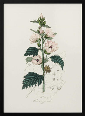 Common Marshmallow (althea Officinalis) Medical Botany Poster