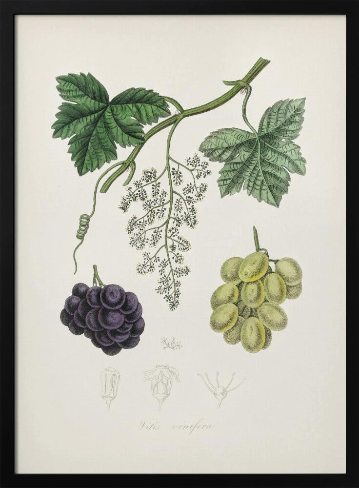 Common Grape Vine (vitis Vinifera) Medical Botany Poster