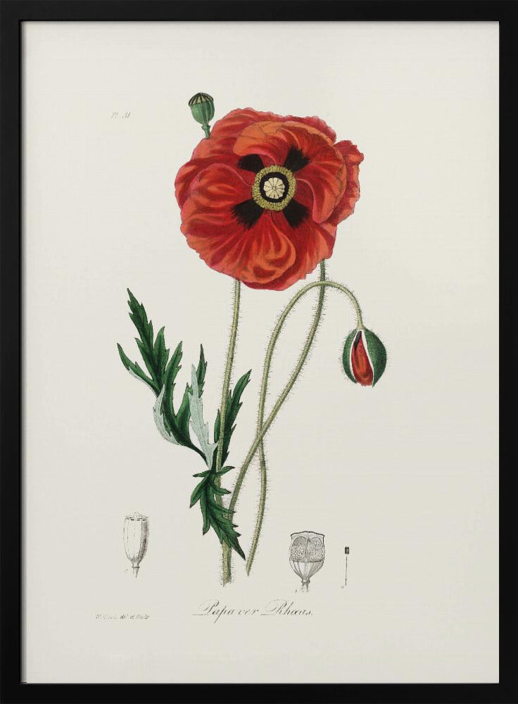 Common Poppy (papaver Rhoeas) Medical Botany Poster