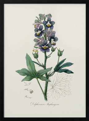 Delphinum Staphisagria Medical Botany Poster