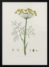 Dill (anethum Graveolens)  Medical Botany Poster