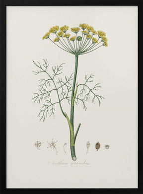 Dill (anethum Graveolens)  Medical Botany Poster