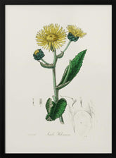 Elecampane (inula Helenium) Medical Botany Poster