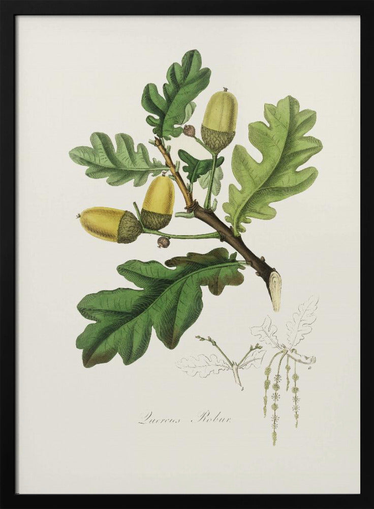 English Oak (quercus) Medical Botany Poster