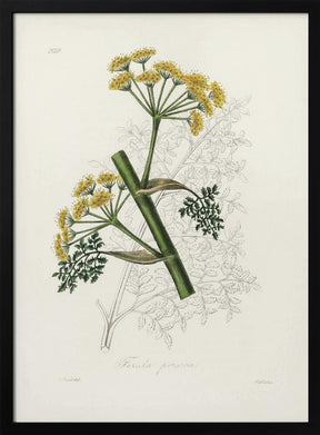 Ferula Persica Medical Botany Poster