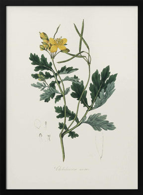 Greater Celandine (chelidonium Majus) Medical Botany Poster