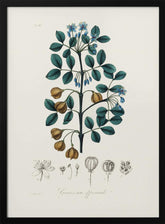 Guaiacwood (guaiacum Officinale) Medical Botany Poster