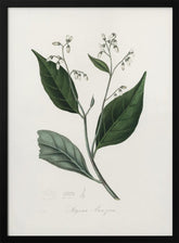 Gum Benjamin Tree (styrax Benzoin Medical Botany Poster