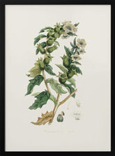 Henbane (hyoscyamus Niger) Medical Botany Poster