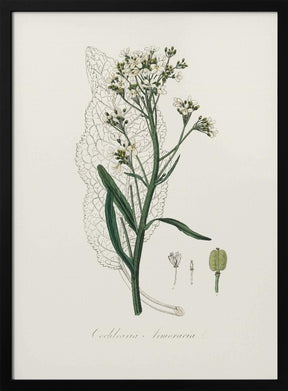 Horseradish (cochlearia Armoracia)  Medical Botany Poster