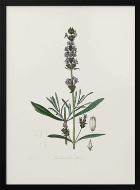 Lavender (lavandula Ipica)  Medical Botany Poster