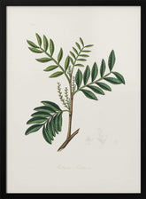 Lentisk (pistacia Lenitiscus) Medical Botany Poster