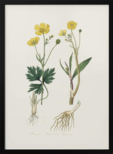 Lesser Spearwort (ranunculus Flammula) Medical Botany Poster