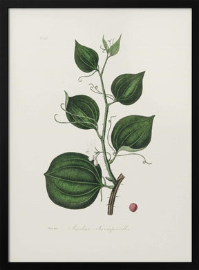 Lmilax Larsaparilla  Medical Botany Poster