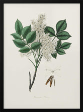 Manna Ash (fraxinus Ornus) Medical Botany Poster