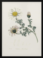 Mount Atlas Daisy (anthemis Pyrethrum) Medical Botany Poster