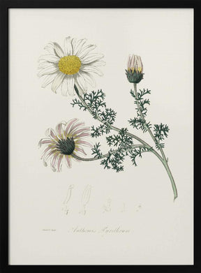 Mount Atlas Daisy (anthemis Pyrethrum) Medical Botany Poster