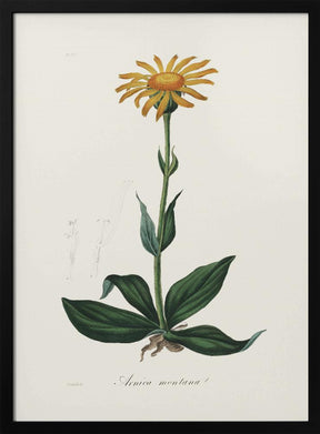 Mountain Arnica (arnica Montana) Medical Botany Poster