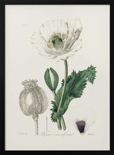 Opium Poppy (papaver Somniferum) Medical Botany Poster